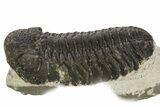 Detailed Morocops Trilobite - Morocco #331935-3